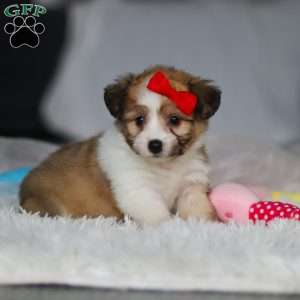 Billie, Miniature Australian Shepherd Mix Puppy